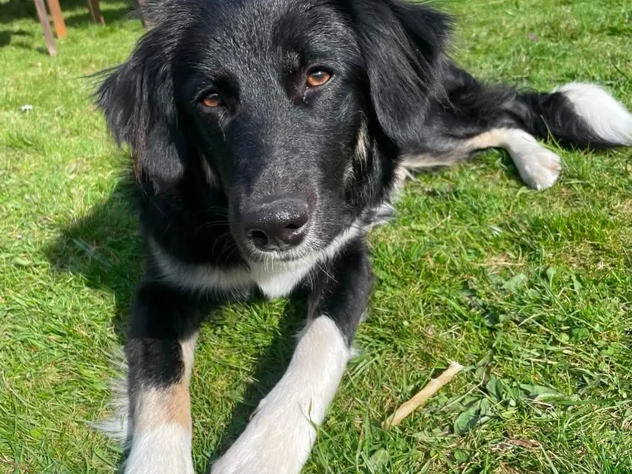 Billede 6 - Skønne Kamille søger nyt hjem 🐶