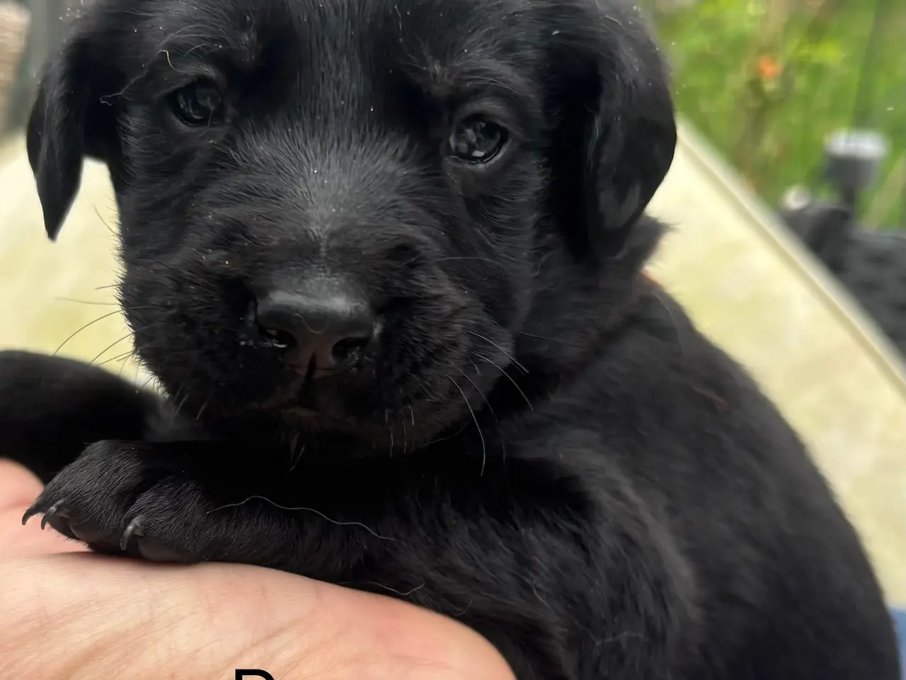 Billede 6 - Dejlige double doodle af labra og goldendoodle