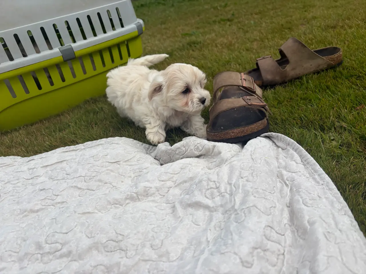 Billede 17 - Fine mini Maltipoo babyer