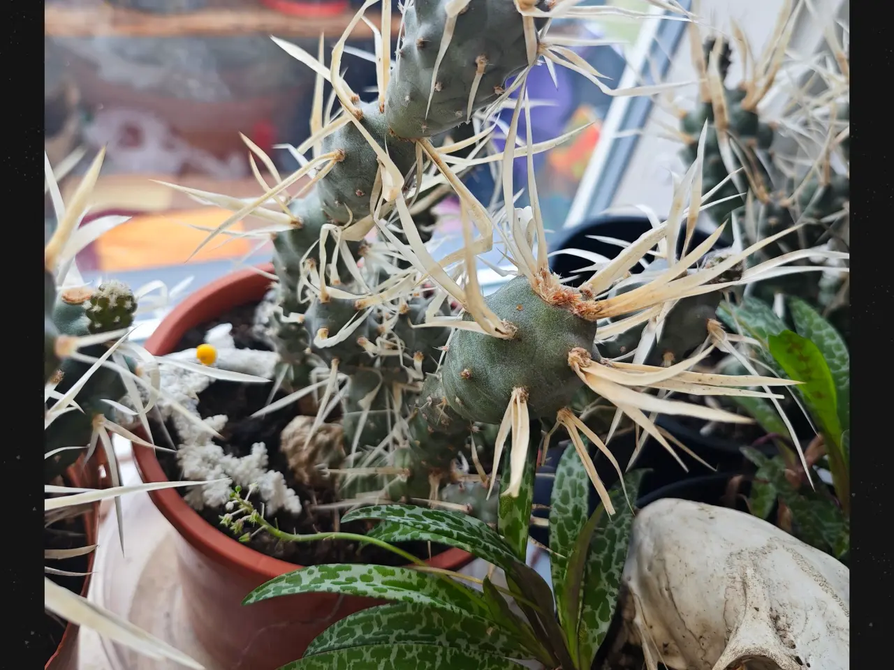 Billede 8 - Sukkulenter og Kaktusser (hjemmeprojekt)