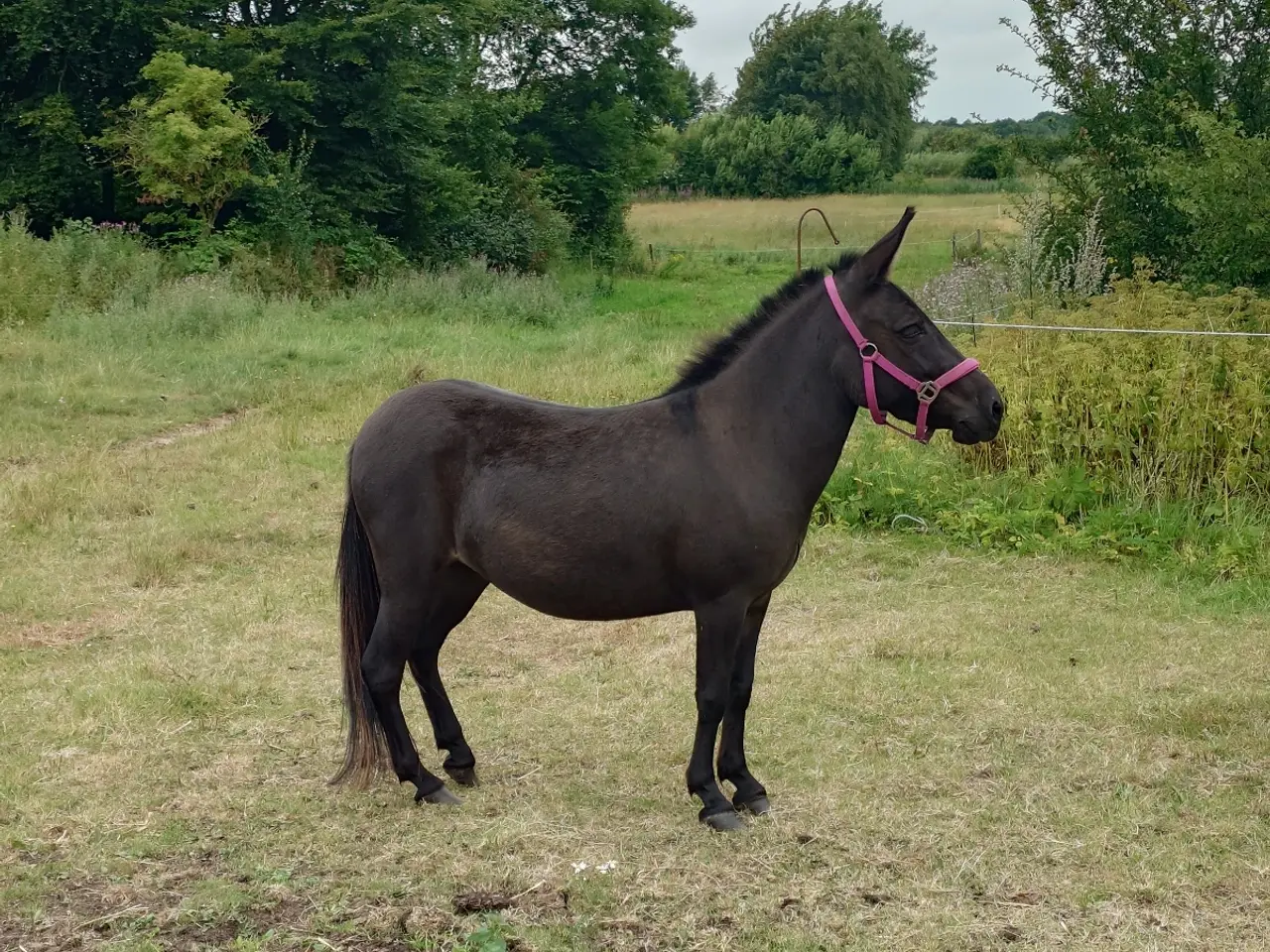 Billede 2 - Muldyr, søger nye græsgange og fold markker🐴