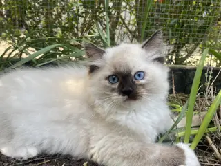 🌹 Kælen og nuttet Ragdoll killing 🌹
