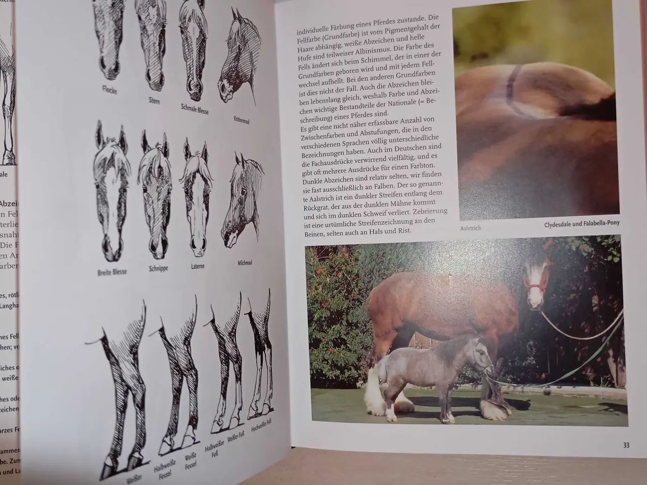 Billede 8 - Verdens pony og hesteracer. Flot bog