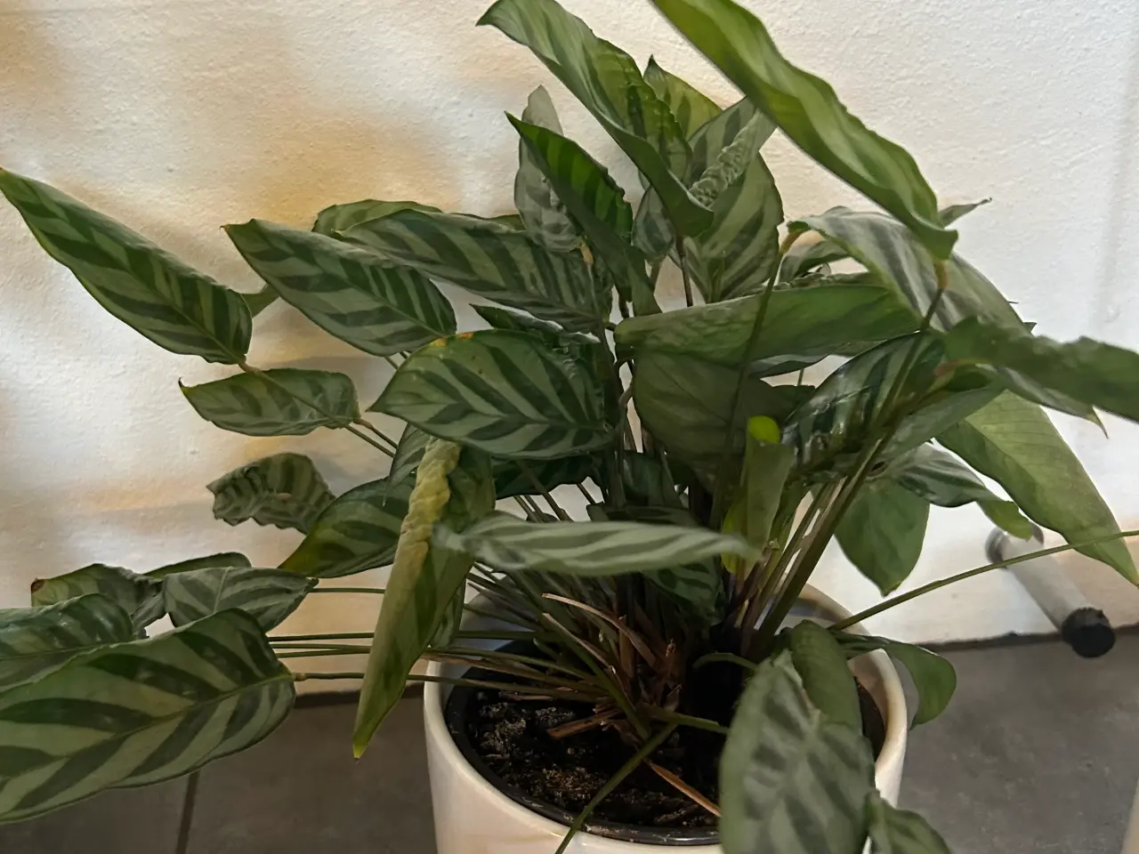 Billede 4 - Sunde stueplanter fra røgfrit hjem