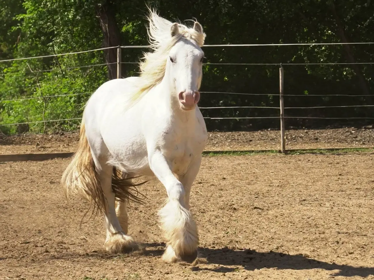Billede 13 - Irish Cob heste søger nyt hjem