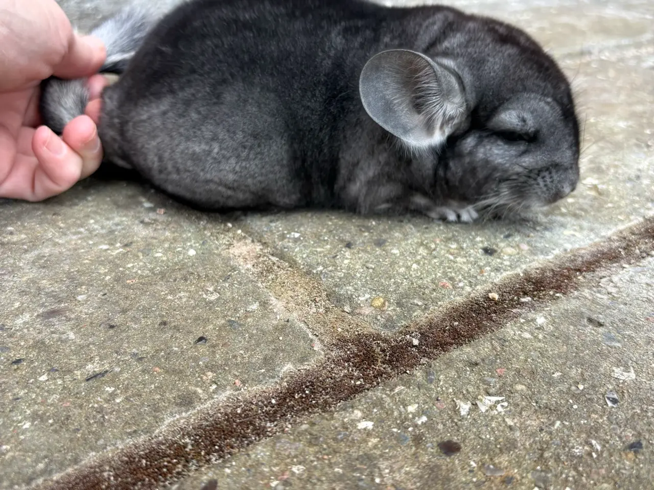 Billede 1 - HAN chinchilla