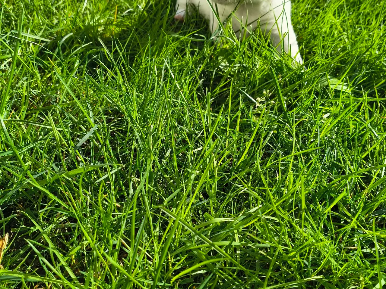 Billede 2 - Jack Russell Terrier hvalpe
