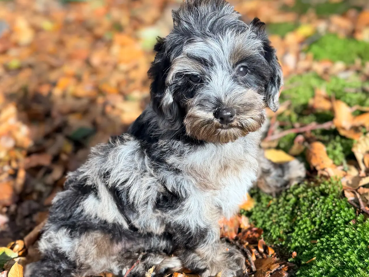 Billede 10 - Cockapoo F1B