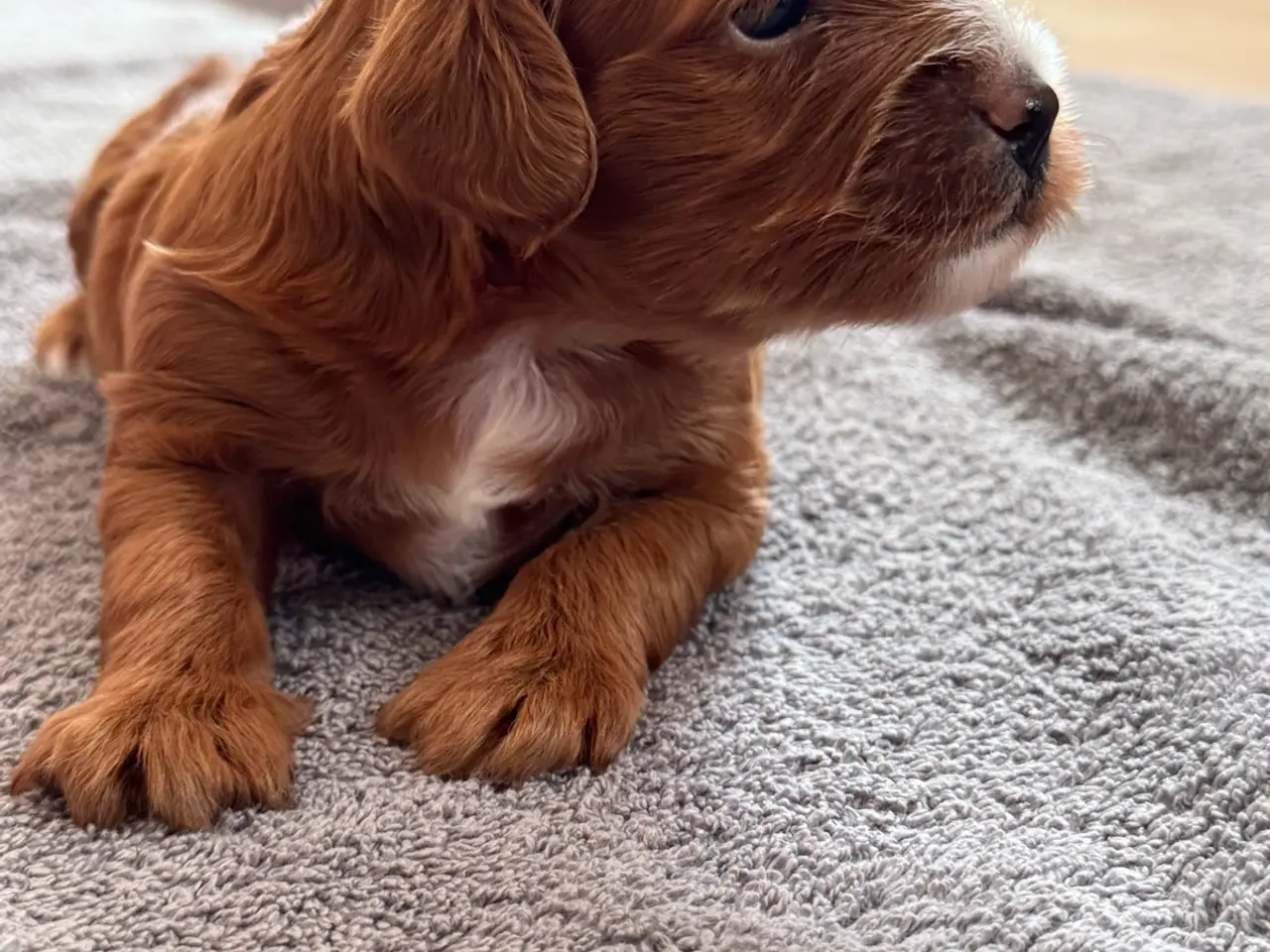 Billede 1 - Sød Cavapoo-hvalp med fantastisk hvid aftegning