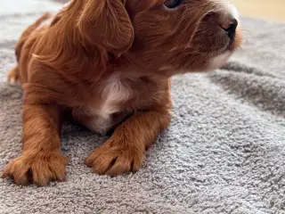 Sød Cavapoo-hvalp med fantastisk hvid aftegning