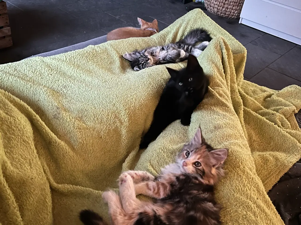 Billede 9 - Kulsort Maine Coon blandning