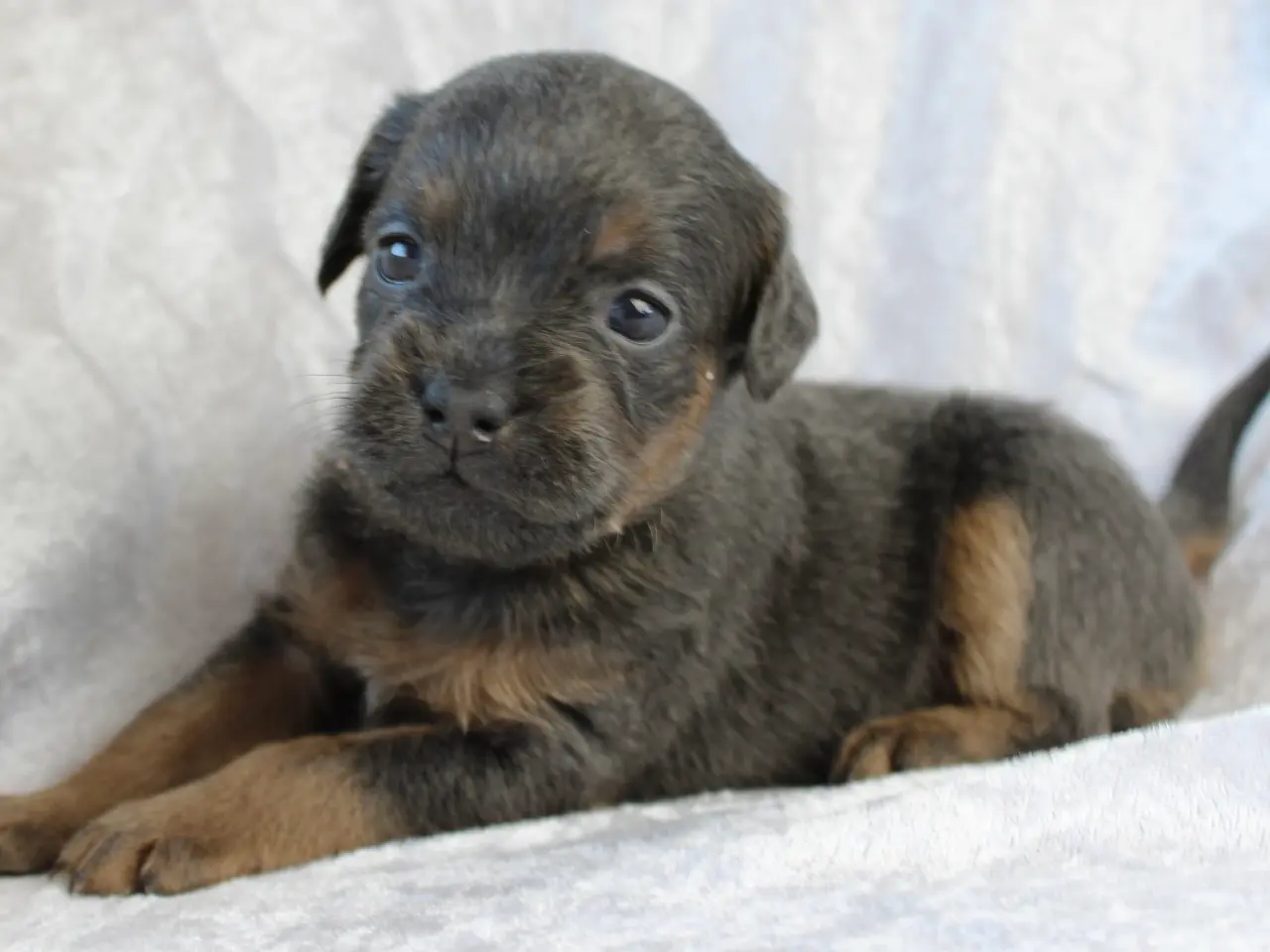 Billede 3 - Froodle - fransk bulldog / puddel 