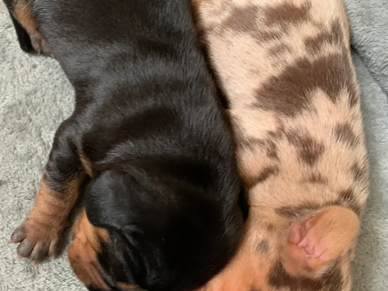 Billede 2 - 7 nuttede miniature dachshundhvalpe