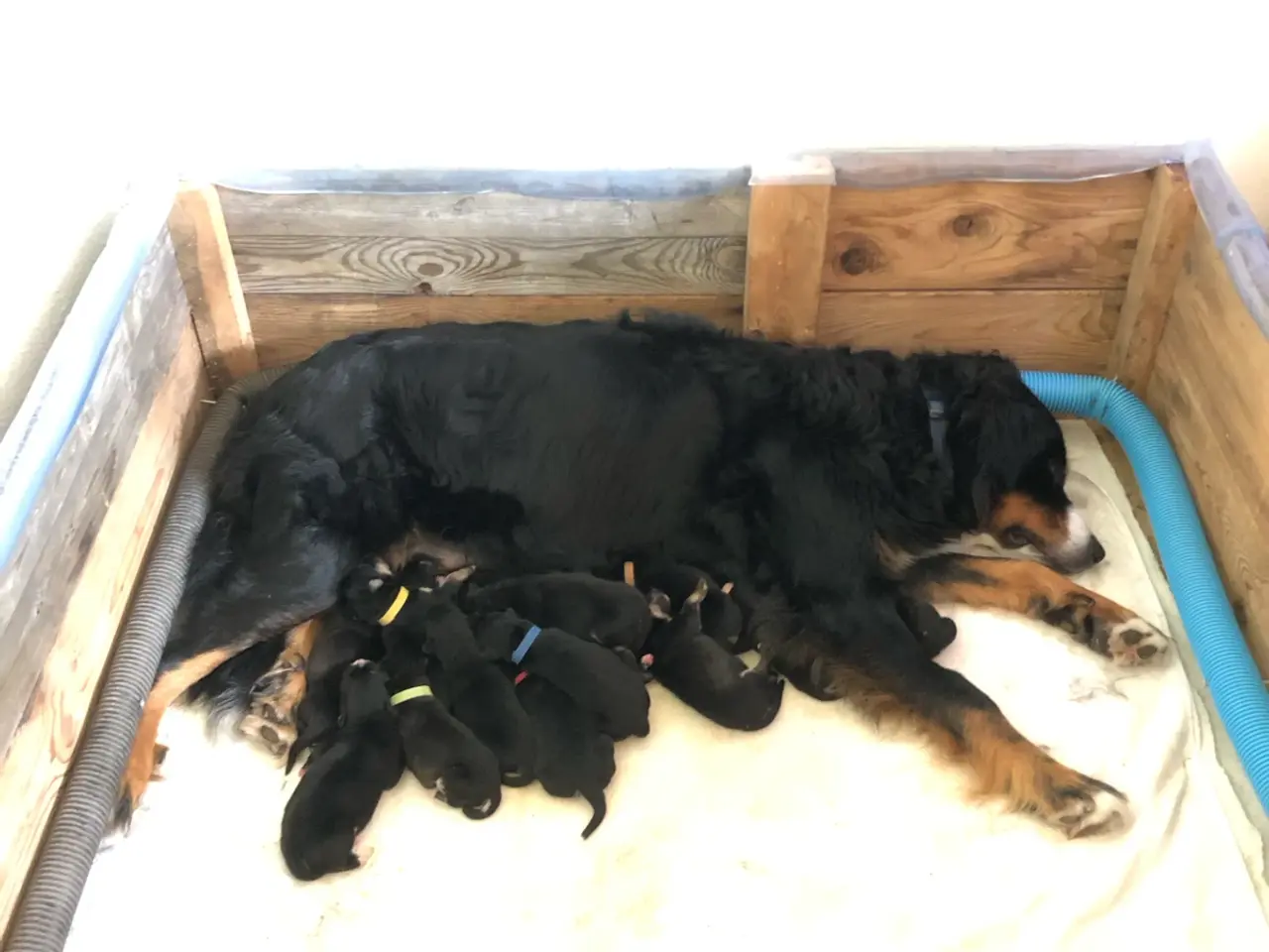 Billede 2 - Skønne berner sennen/Alaskan malamut hvalpe. 
