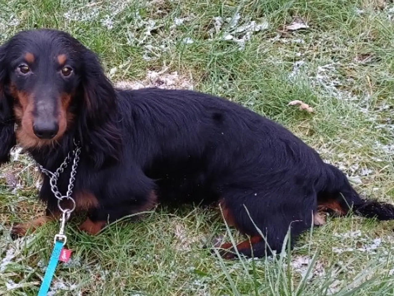 Billede 5 - Langhåret Dværg Gravhunde Blandingshvalpe