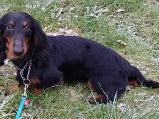 Langhåret Dværg Gravhunde Blandingshvalpe - 5