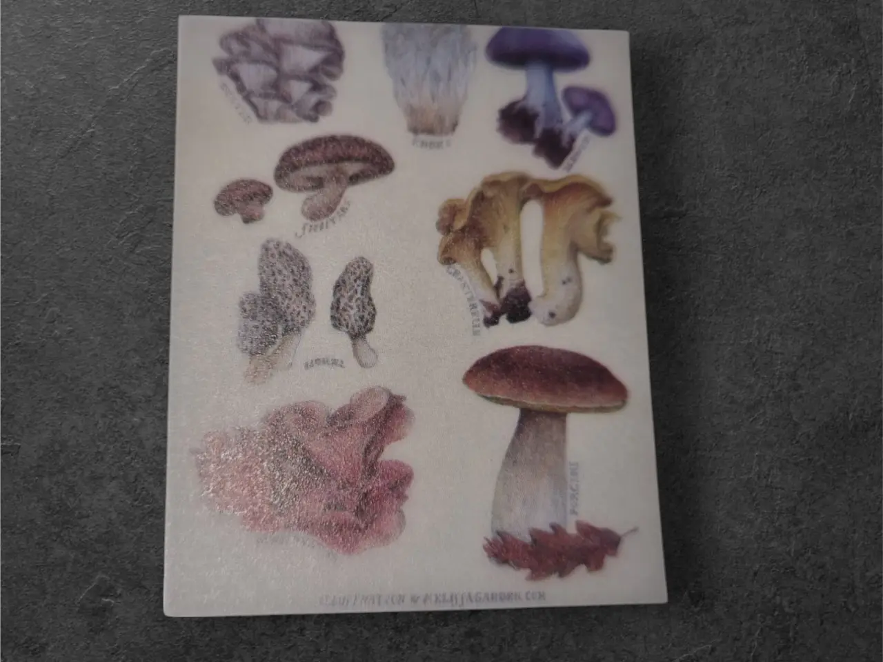 Billede 1 - Papirark med botaniske svampeillustrationer Giv di
