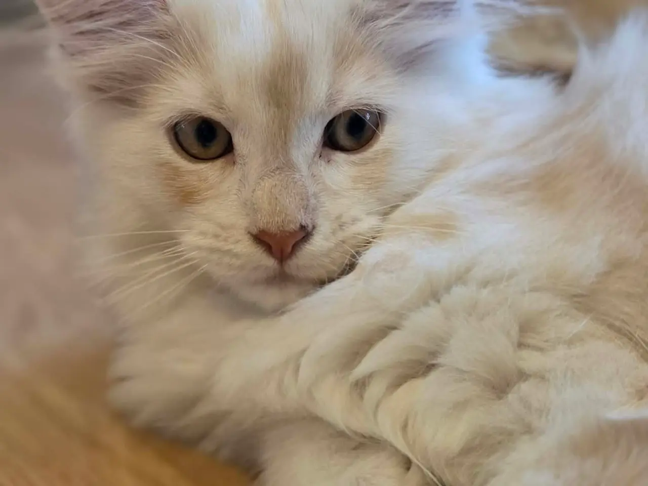 Billede 1 - Maine Coon killing - Pige