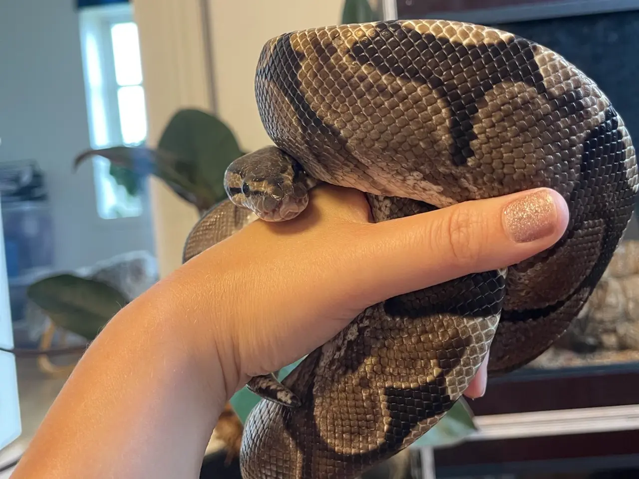 Billede 1 - Konge Python dreng sælges
