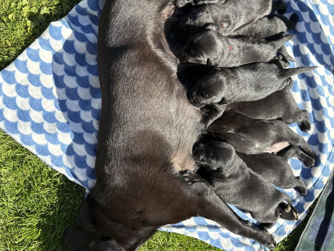 Billede 2 - Labrador Formel 1