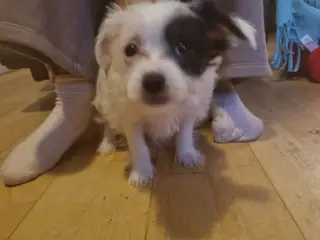 Hundehvalp til salg