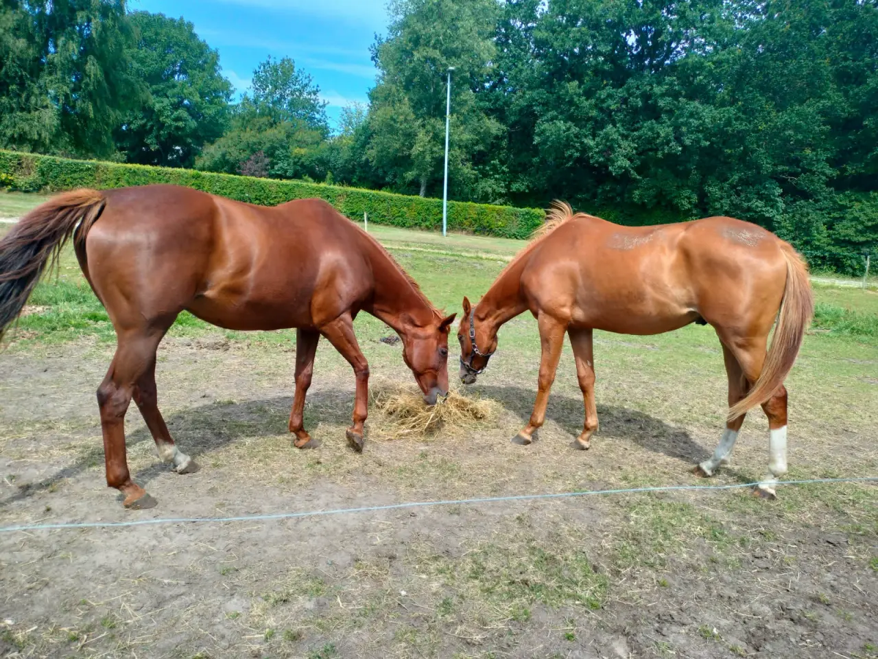 Billede 2 - Hoppe og plag