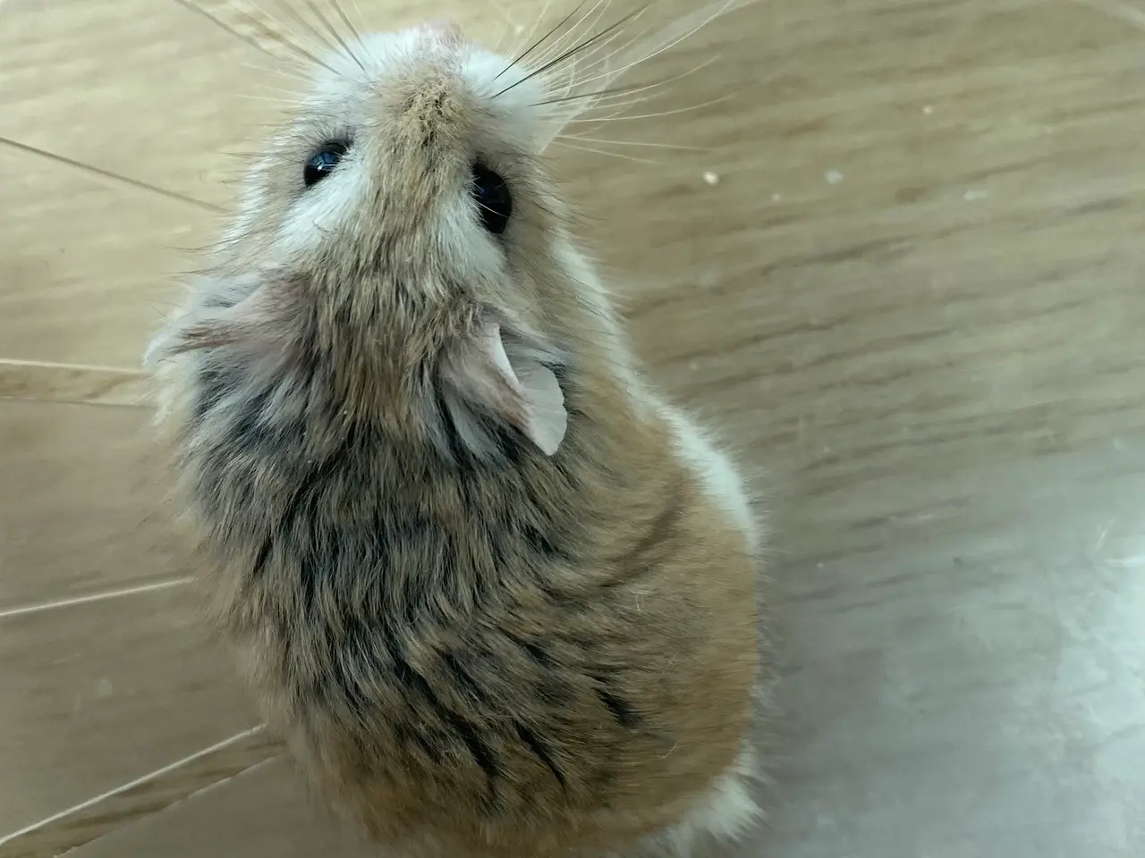 Billede 2 - Hamster + bur og tilbehør 