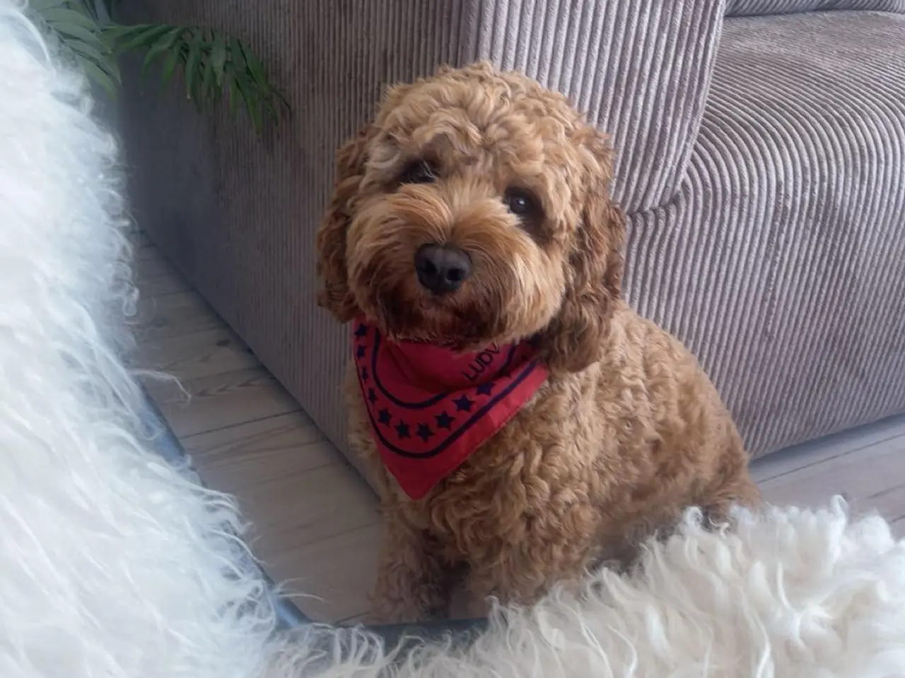 Billede 6 - Cockapoo hanhvalp