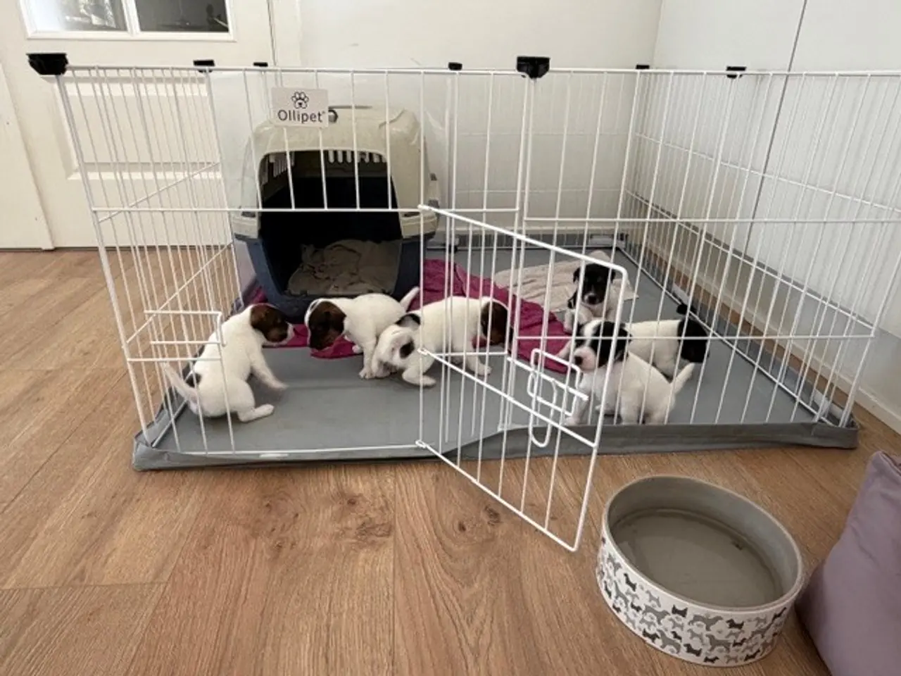 Billede 6 - Jack Russel Hvalpe