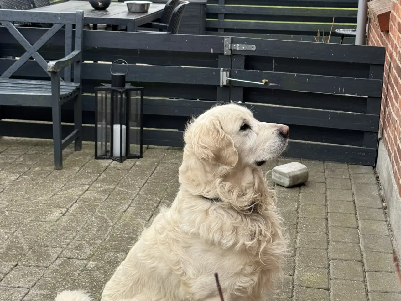 Billede 1 - Golden Retriever tilbydes til avl