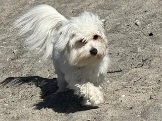 Coton de tulear/havaton blanding