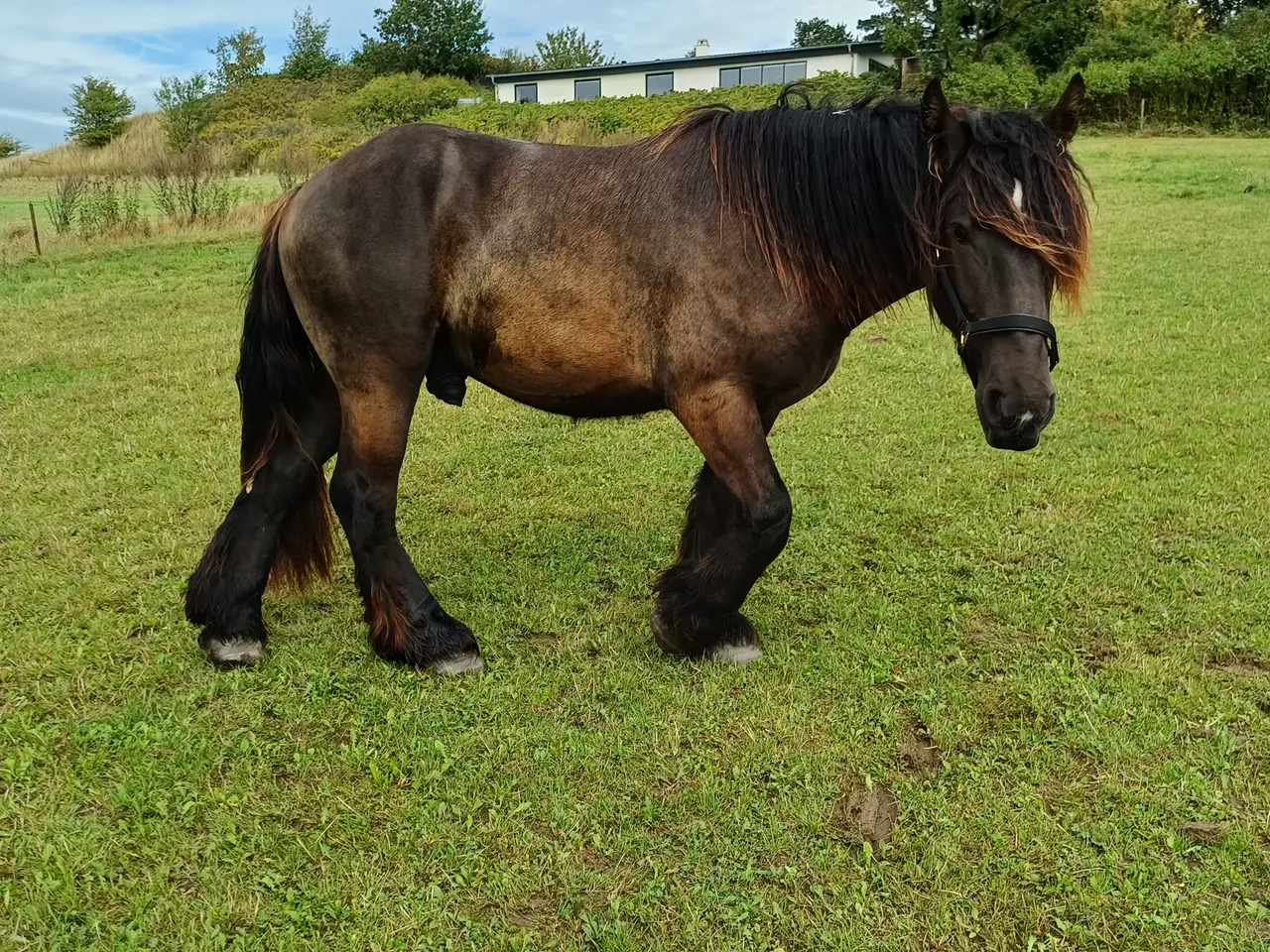 Billede 1 - 2årig Jyskhest hingst sælges