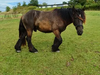2årig Jyskhest hingst sælges