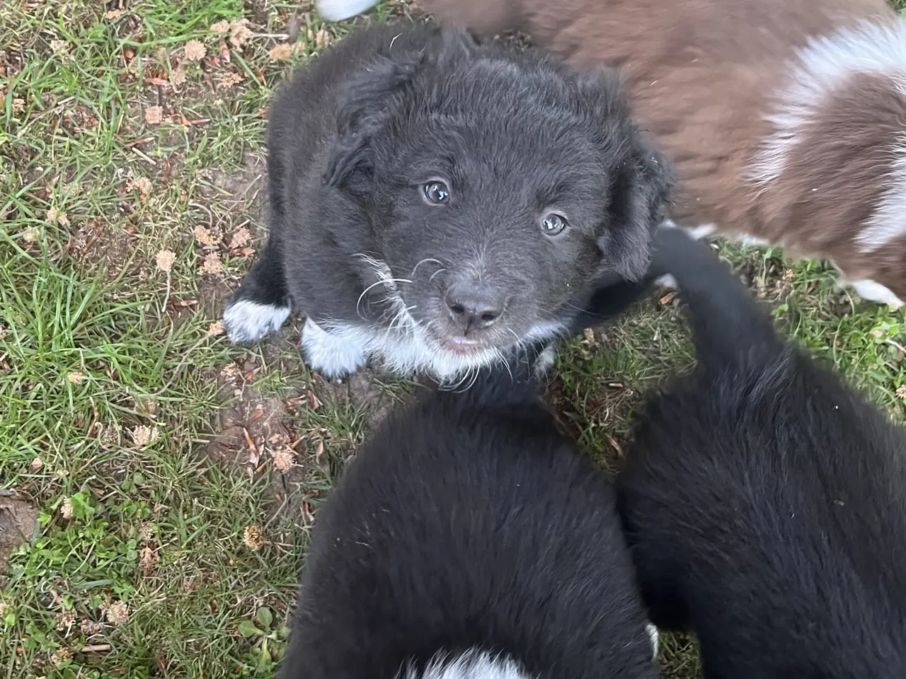 Billede 1 - Border Aussie hvalpe