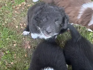 Border Aussie hvalpe