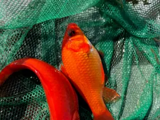 Guldfisk
