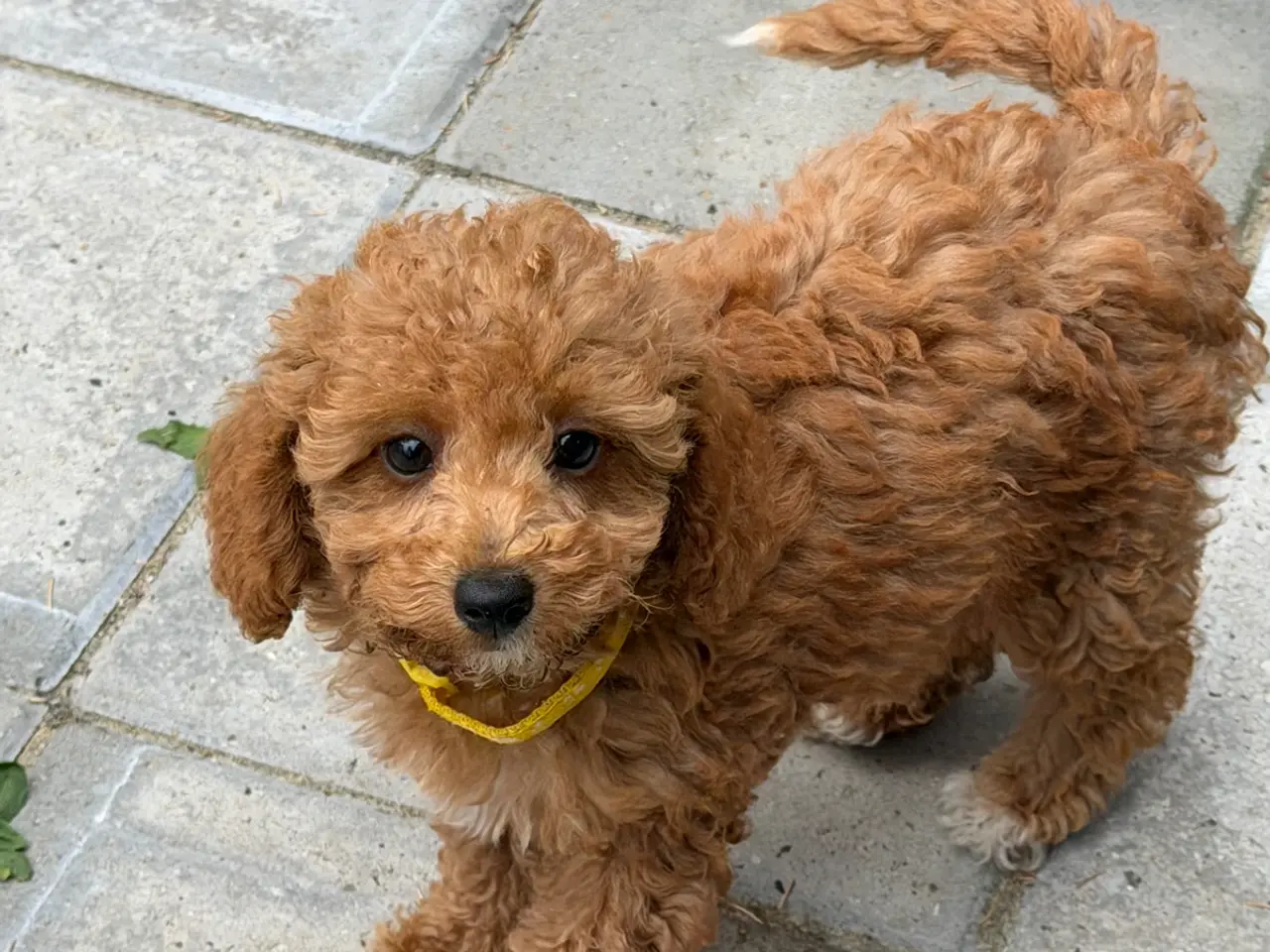 Billede 1 - Maltipoo  rejseklar 