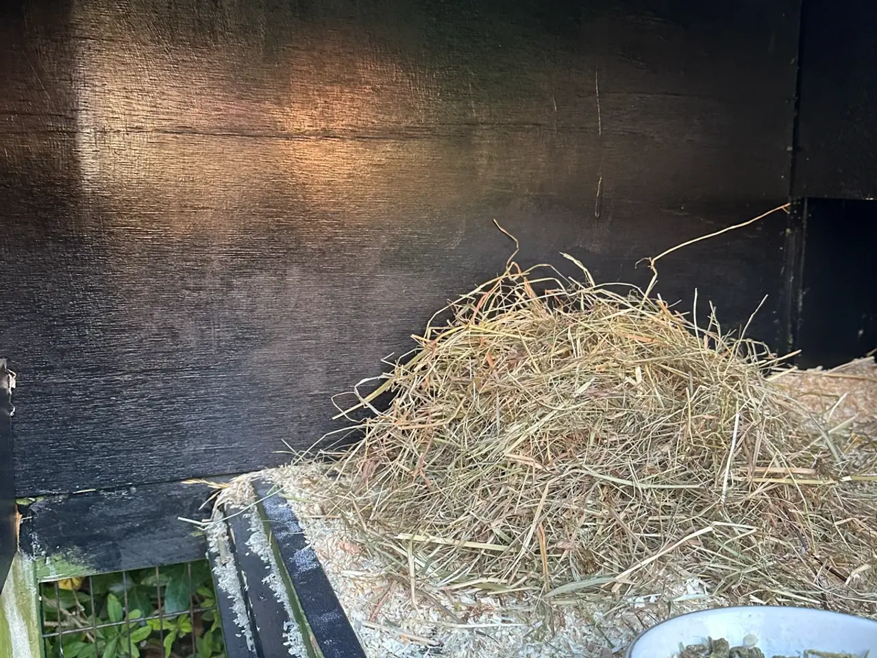 Billede 9 - Kanin unger til salg 🐰💕