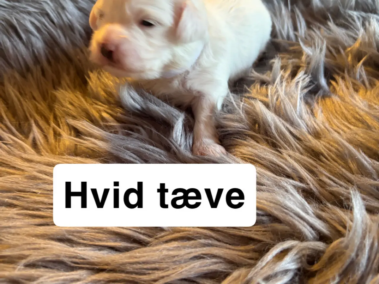 Billede 1 - 🐾Allergivenlige hvalpe søger kærlige hjem🐾