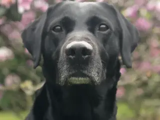 Søger gammeldags labrador