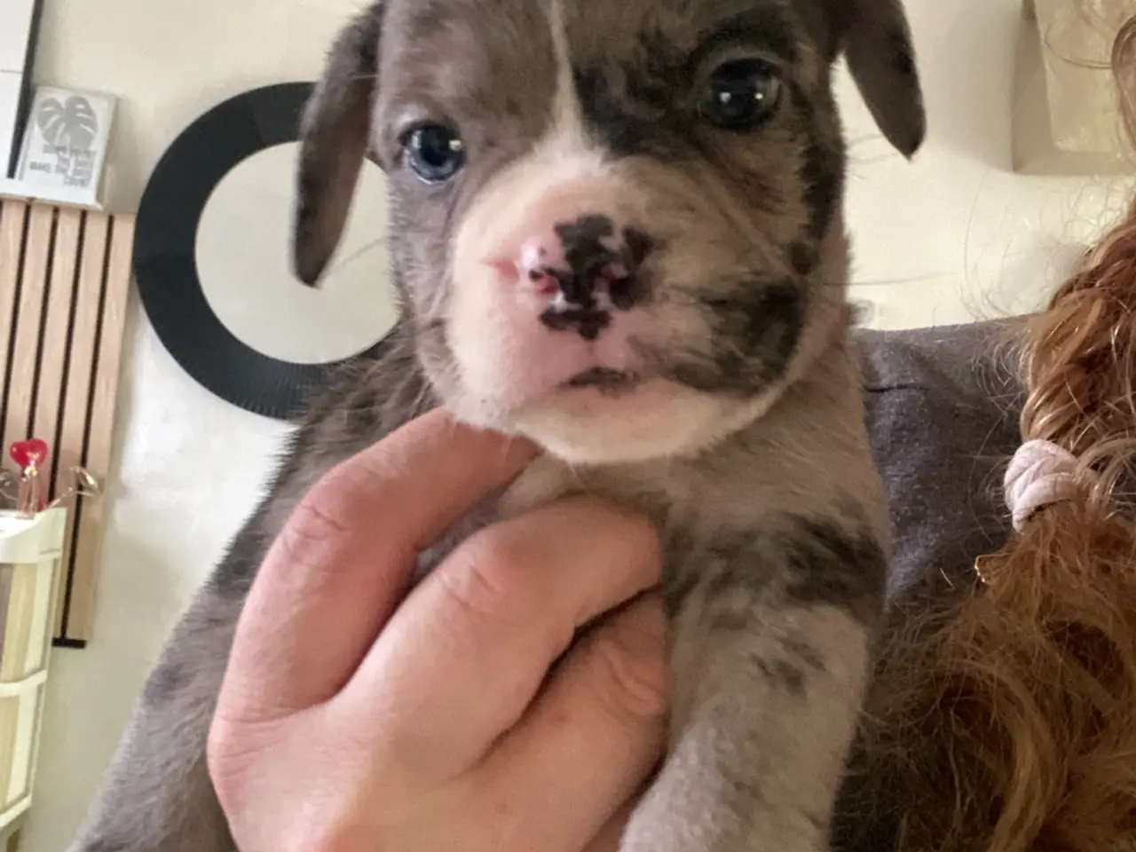 Billede 4 - Fransk bulldog blanding