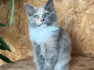 Hun killing Maine coon/norsk skovkat- hellig Birma