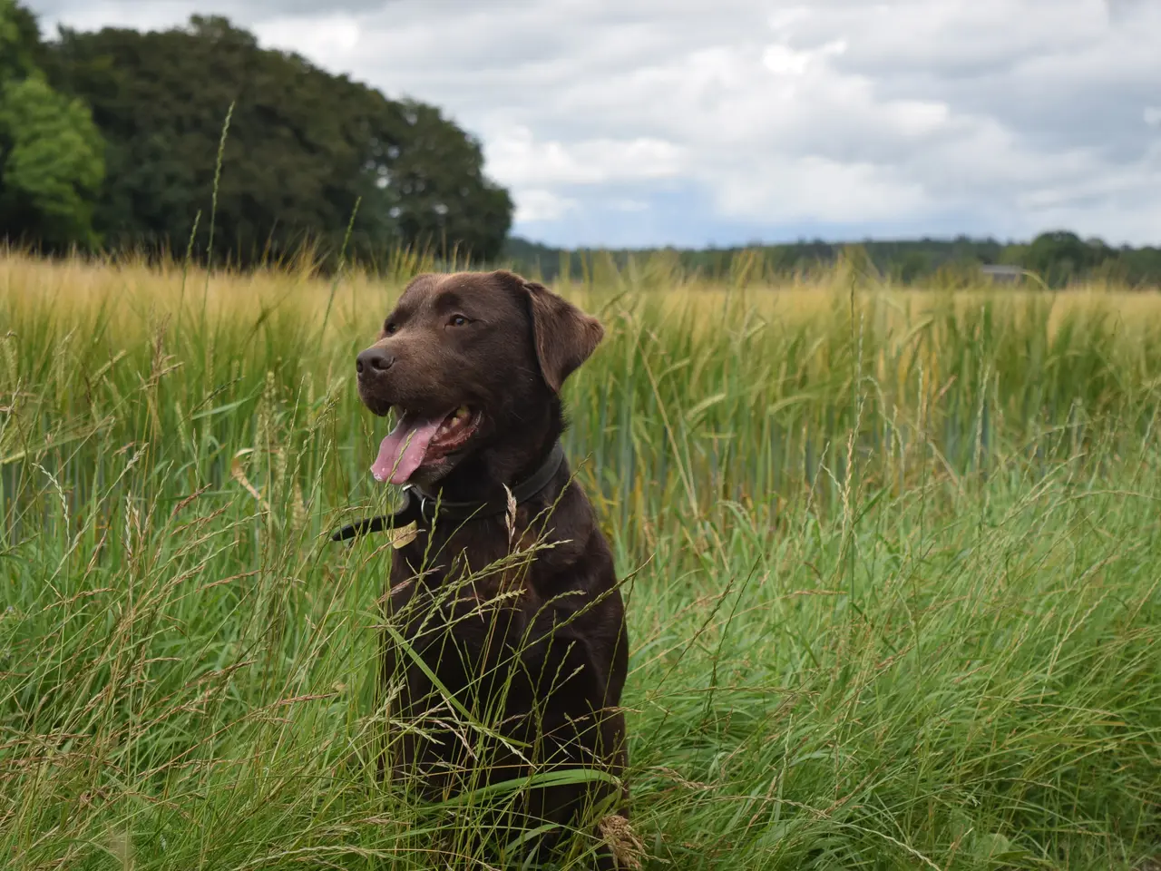 Billede 8 - Brune Labrador-hvalpe med DKK-stamtavle 🐶