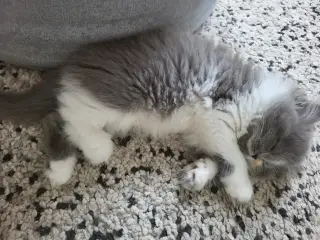 Perser/ragdoll killinger