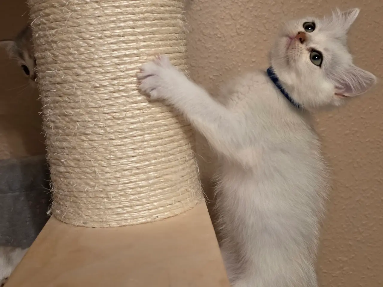 Billede 2 - 🐾❤️ Skønne killinger søger kærlige hjem ❤️🐾