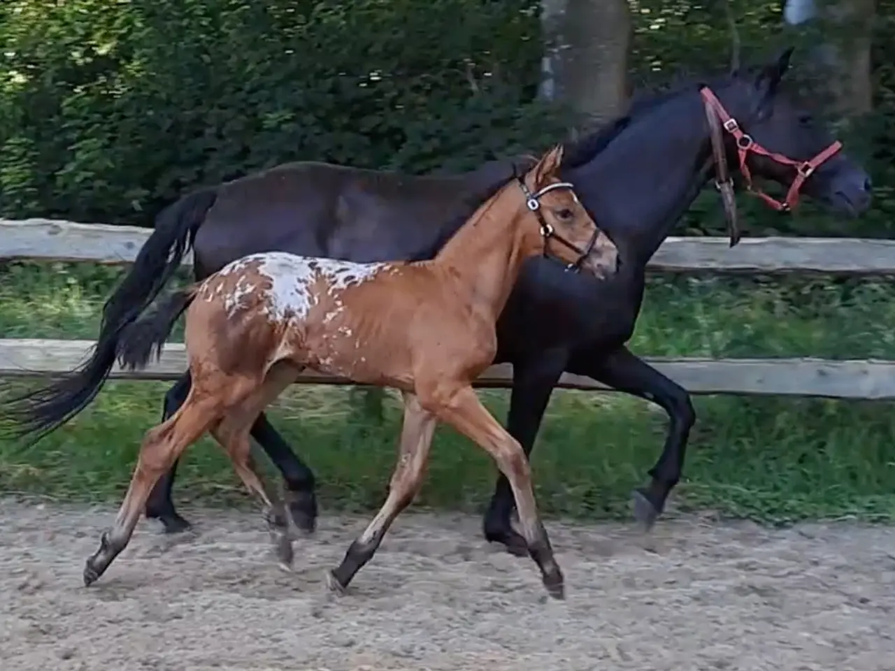 Billede 2 - Smuk knabstrupper hingsteplag