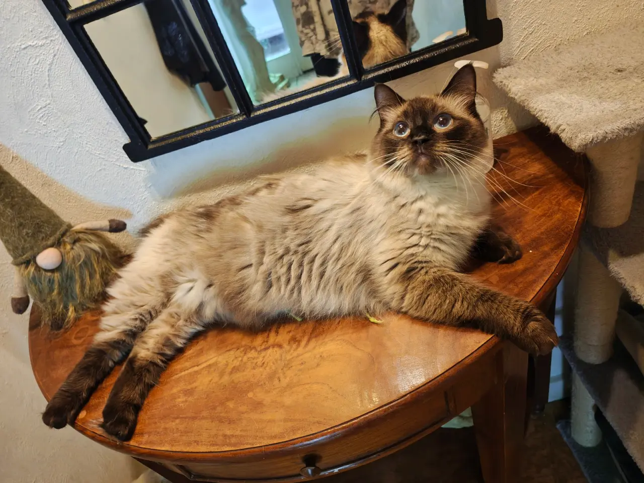 Billede 3 - Ragdoll hun'ung,kat fra d.28-3-25