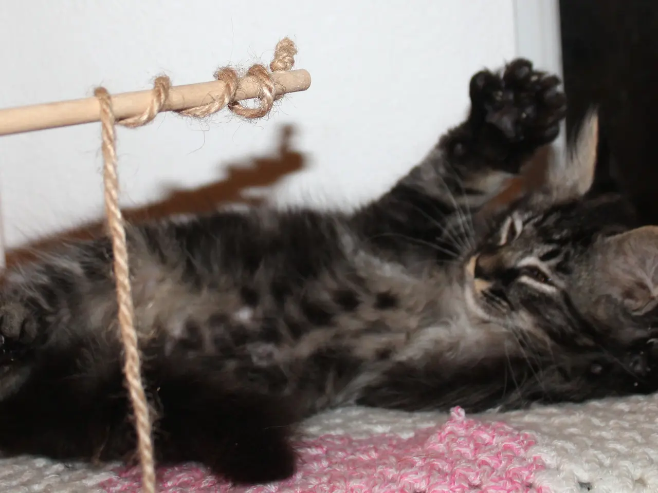 Billede 1 - 🤎 En rigtig kælepot med store poter 🌿 Maine Coon