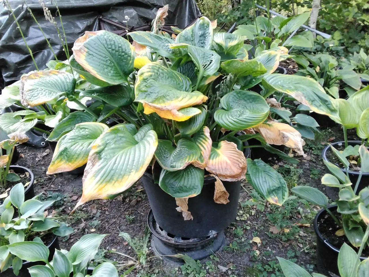 Billede 7 - Kæmpe Hosta Sun and Substance I store 40L potter