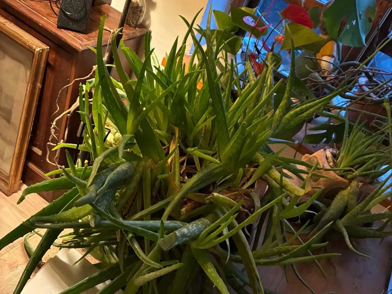 Billede 1 - Flot stor aloe vera